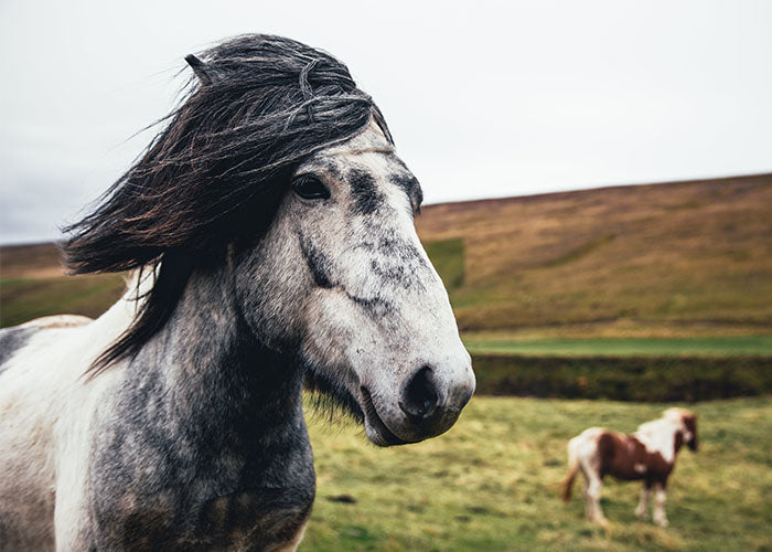 8 OF THE BEST SMART HORSE TRACKING TECHNOLOGIES